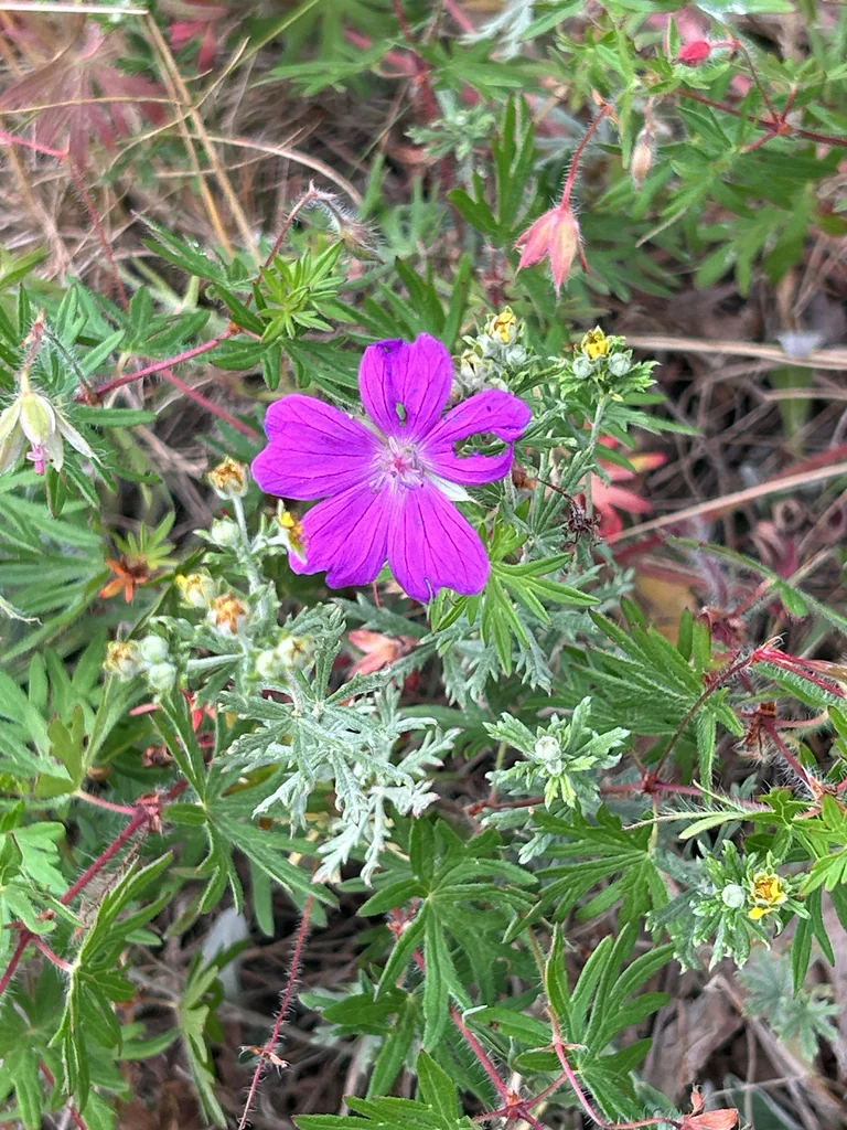 Geranium Sanguineum