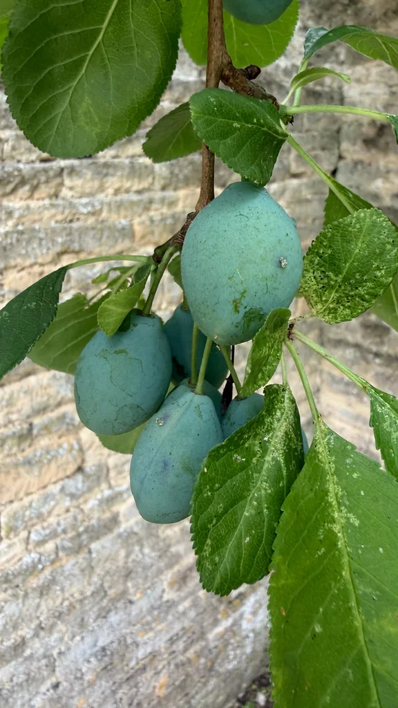 Prunus Domestica