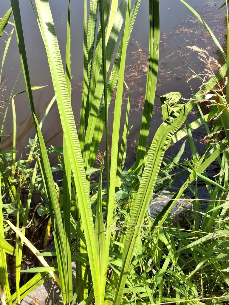 Acorus Calamus