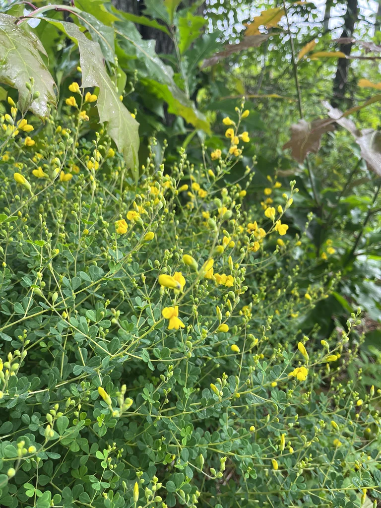 Baptisia Tinctoria