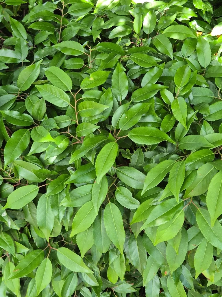 Prunus Lusitanica