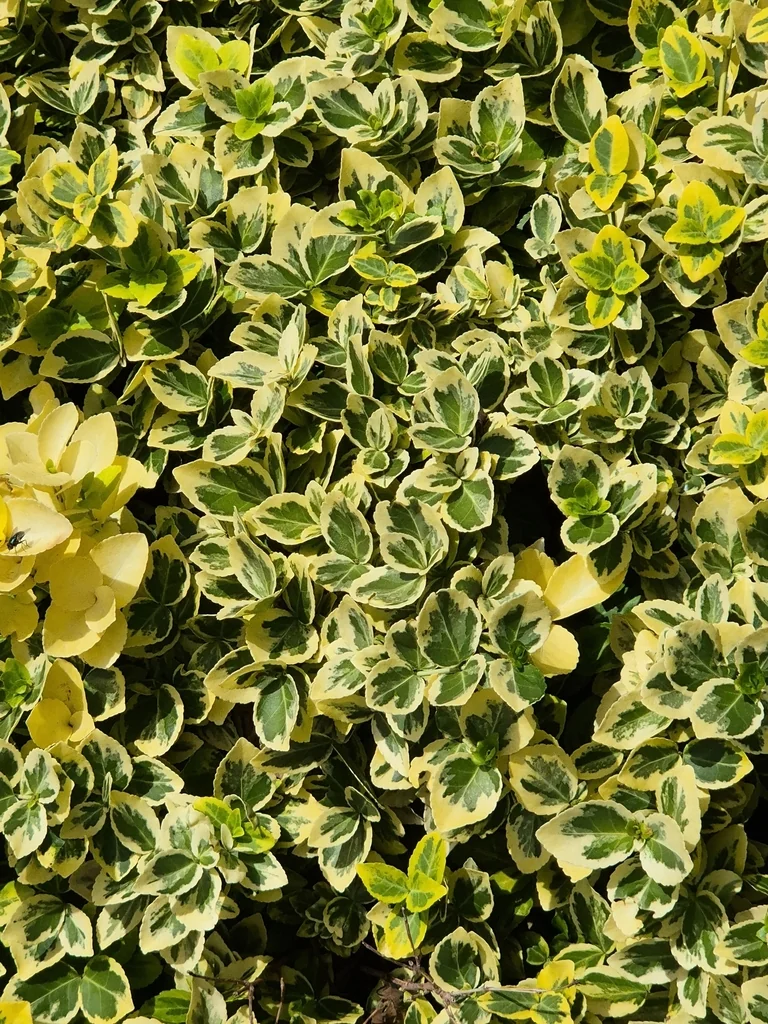 Euonymus Japonicus