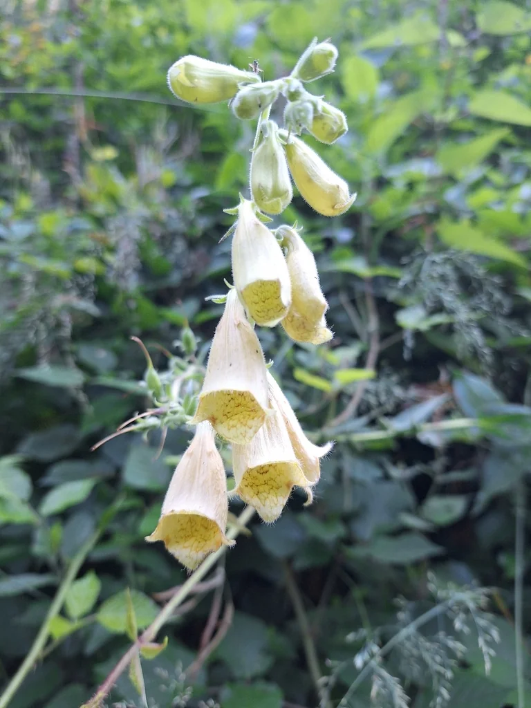 Digitalis Grandiflora