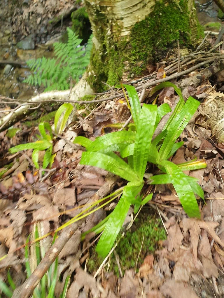 Carex plantaginea