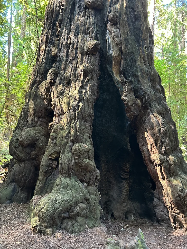 Sequoia sempervirens