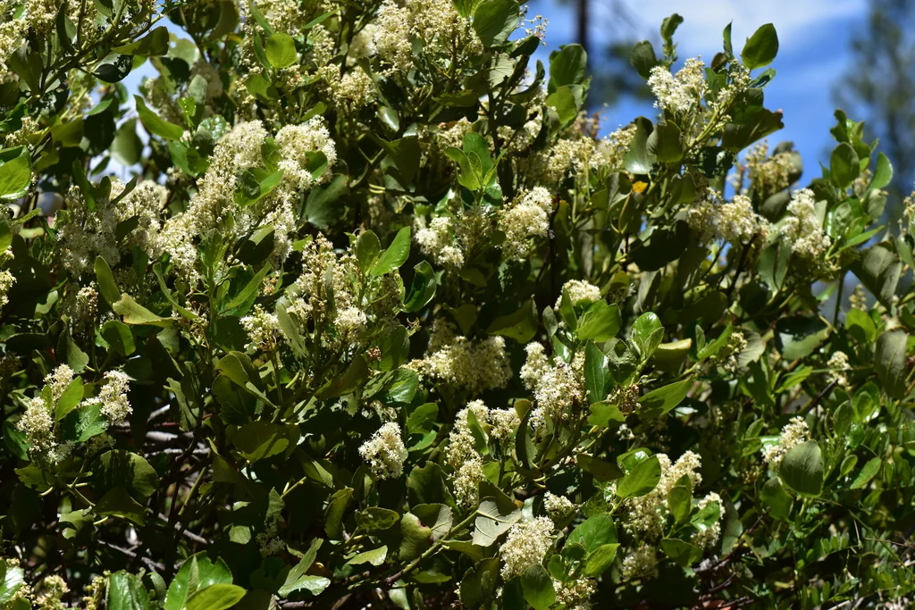Ceanothus Velutinus