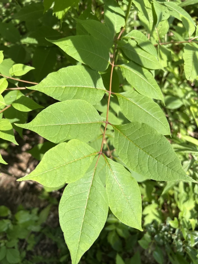Phellodendron Amurense