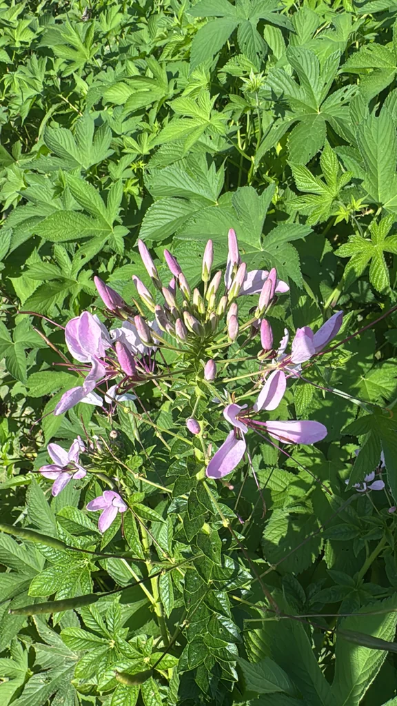 Cleome hassleriana