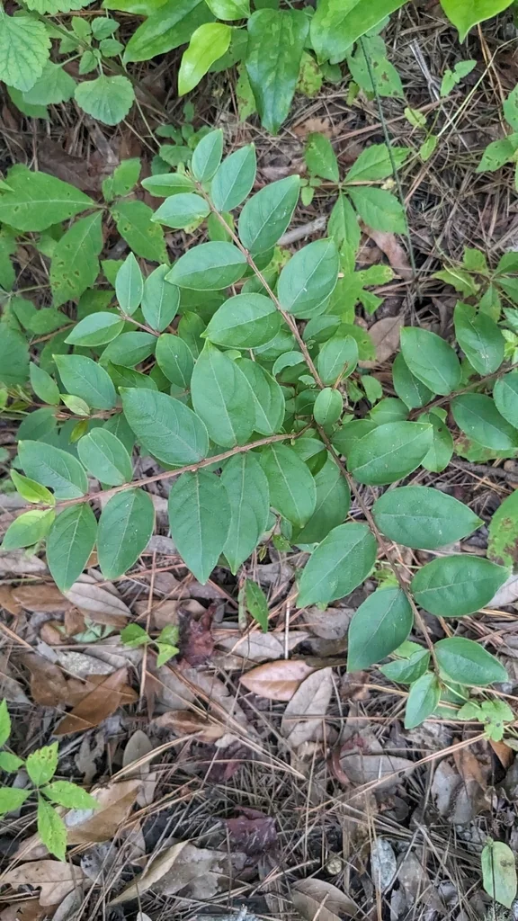Lagerstroemia indica