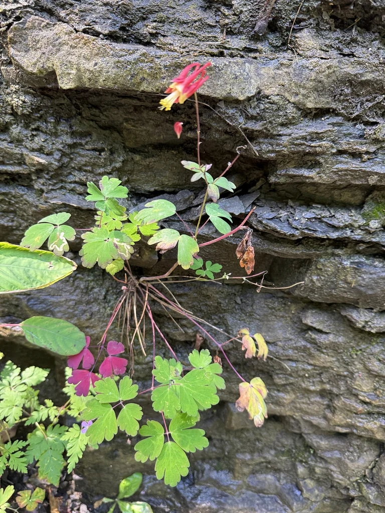 Aquilegia Canadensis