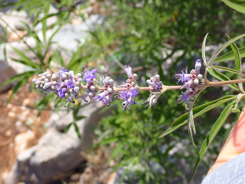 Vitex Agnus-Castus