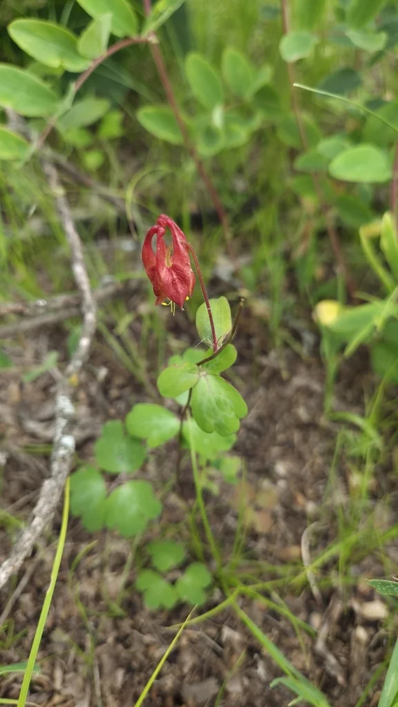 Aquilegia Canadensis
