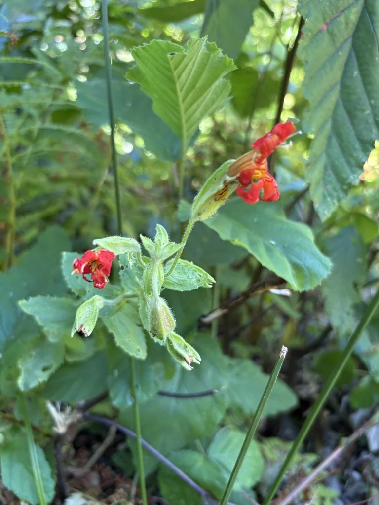 Mimulus Cardinalis