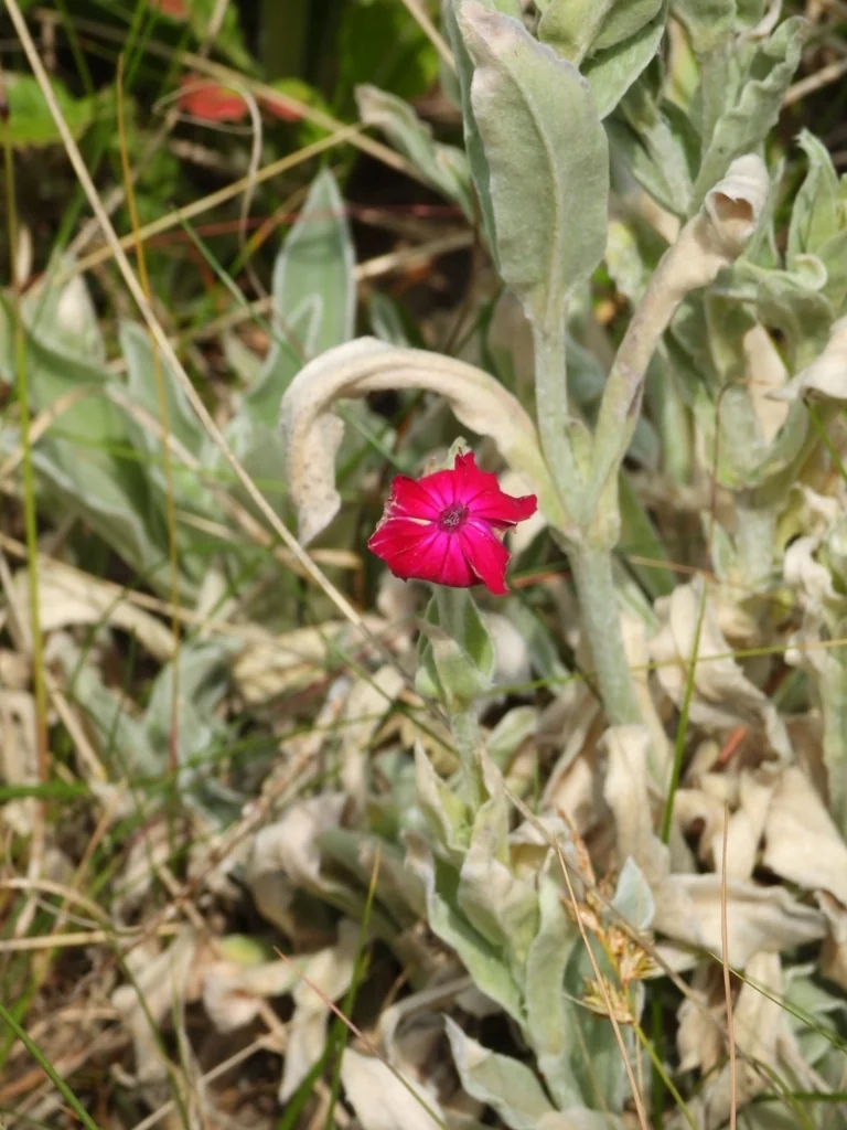 Lychnis Coronaria