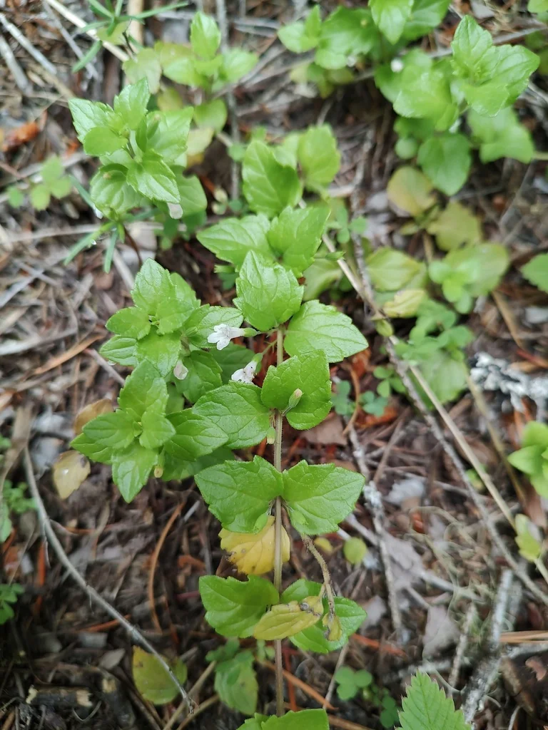 Satureja Douglasii