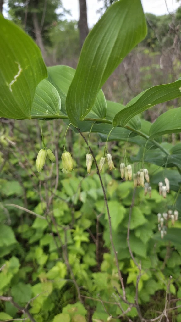 Polygonatum Biflorum