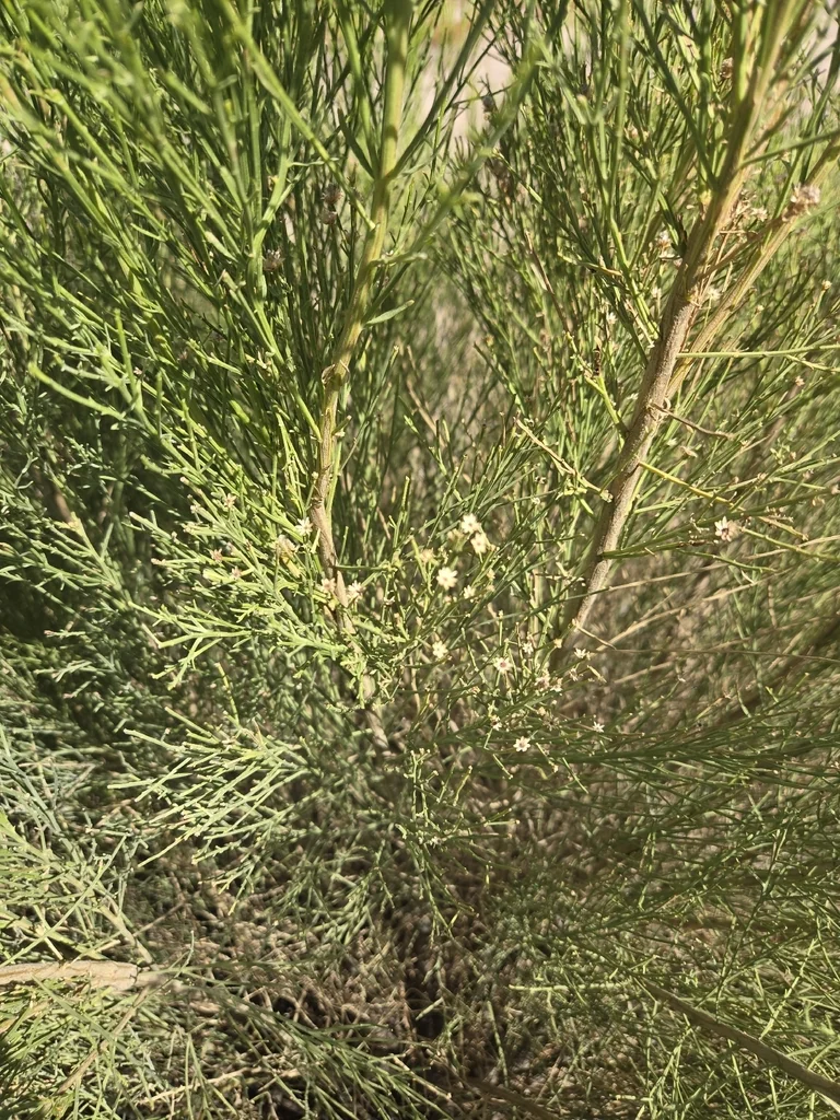 Baccharis Sarothroides
