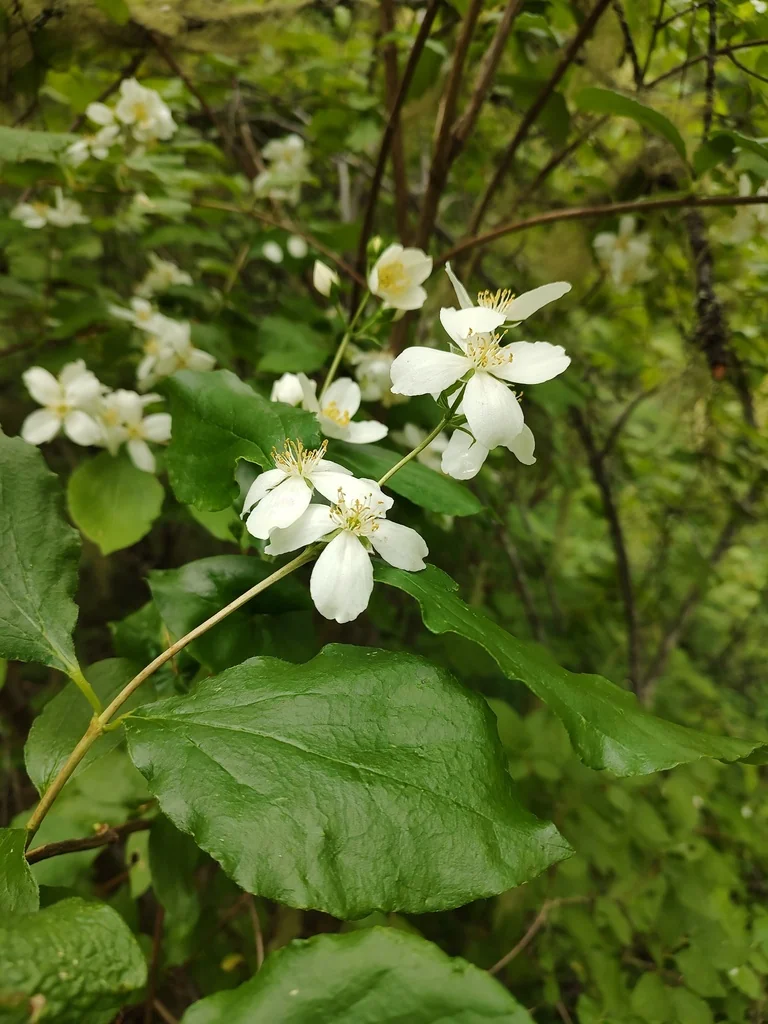 Philadelphus Lewisii