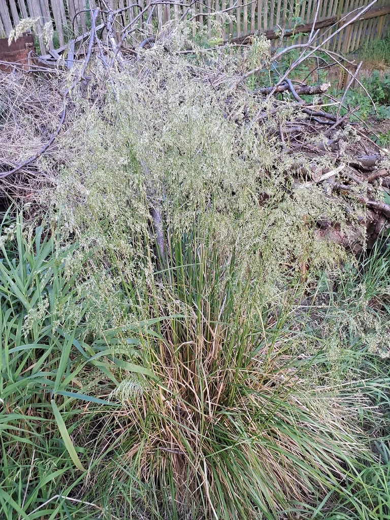 Deschampsia Cespitosa
