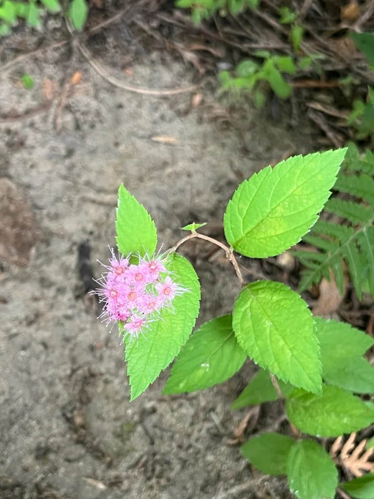 Spiraea japonica