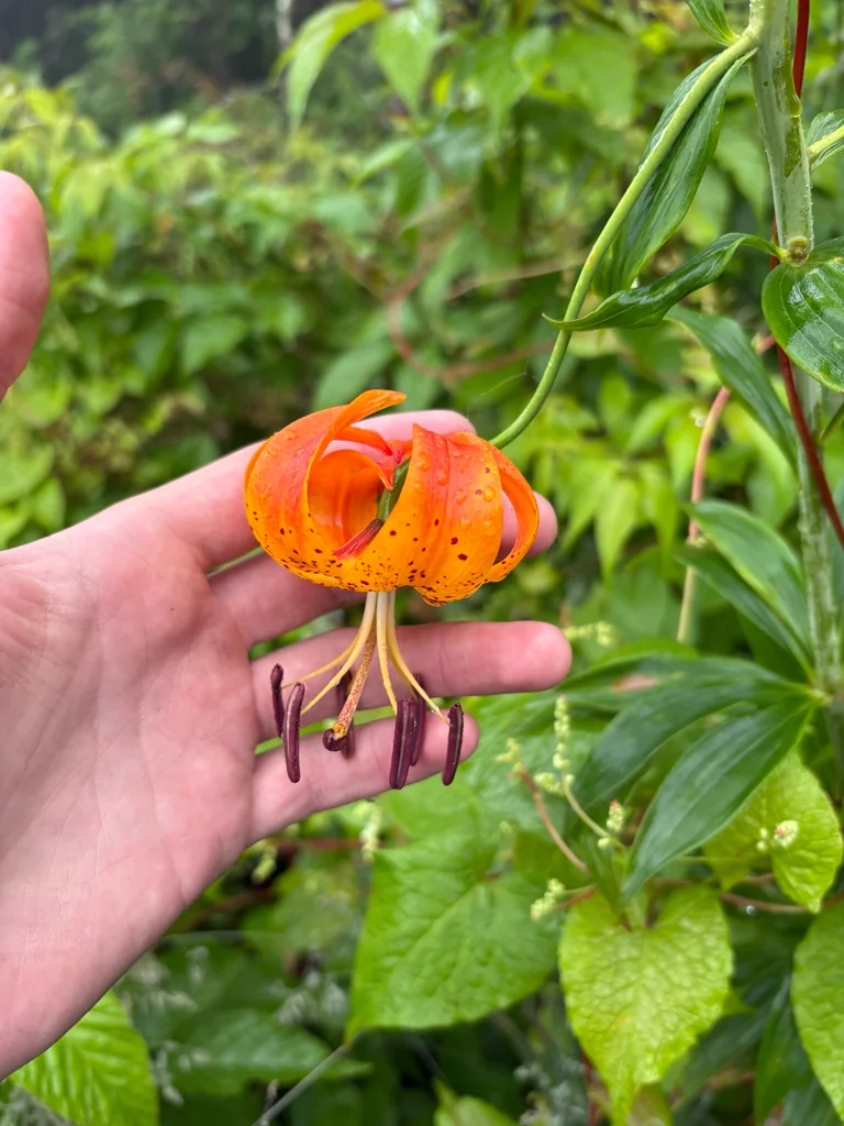 Lilium Superbum