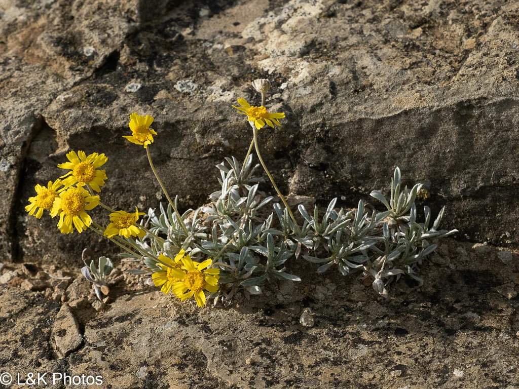 Tetraneuris Acaulis