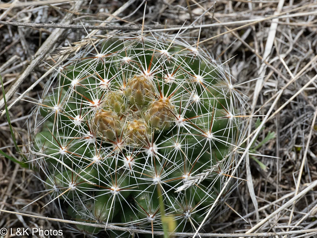 Escobaria Vivipara