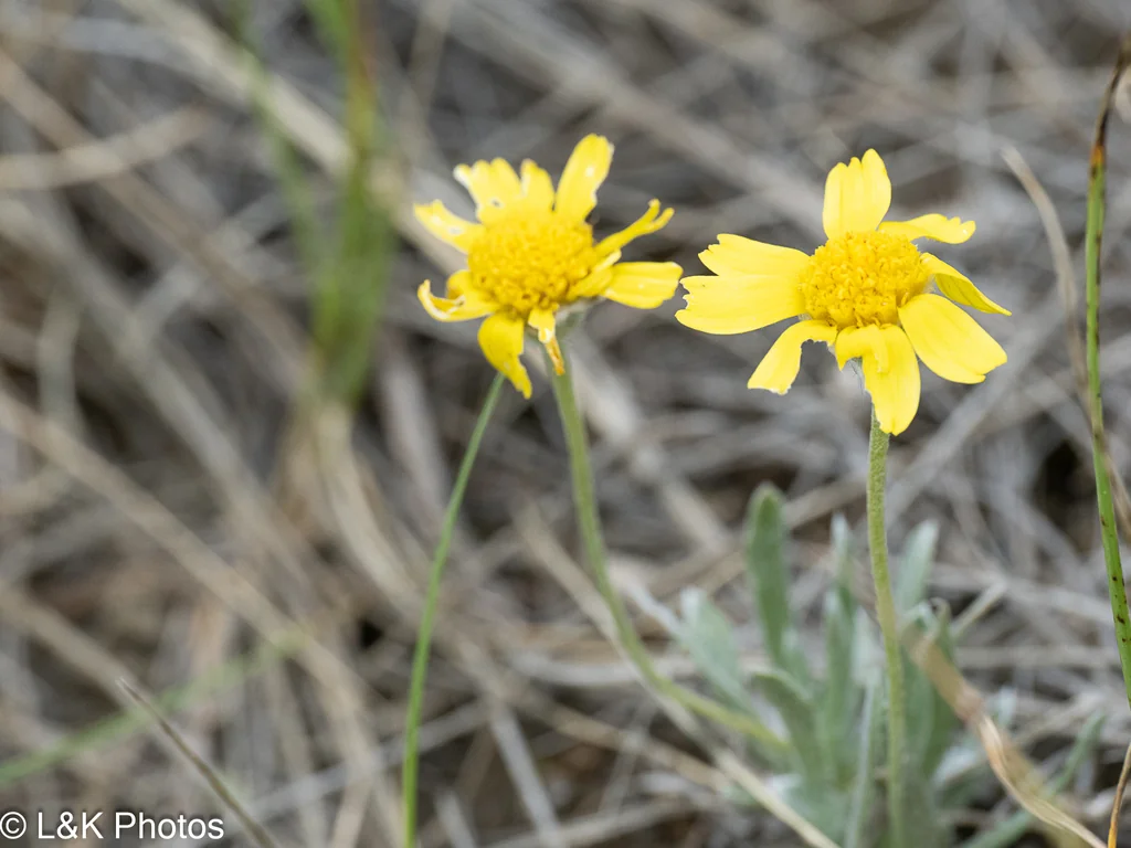 Tetraneuris Acaulis