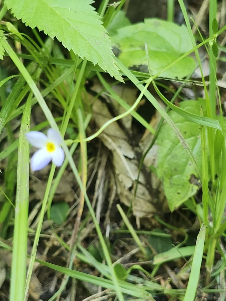 Houstonia Caerulea
