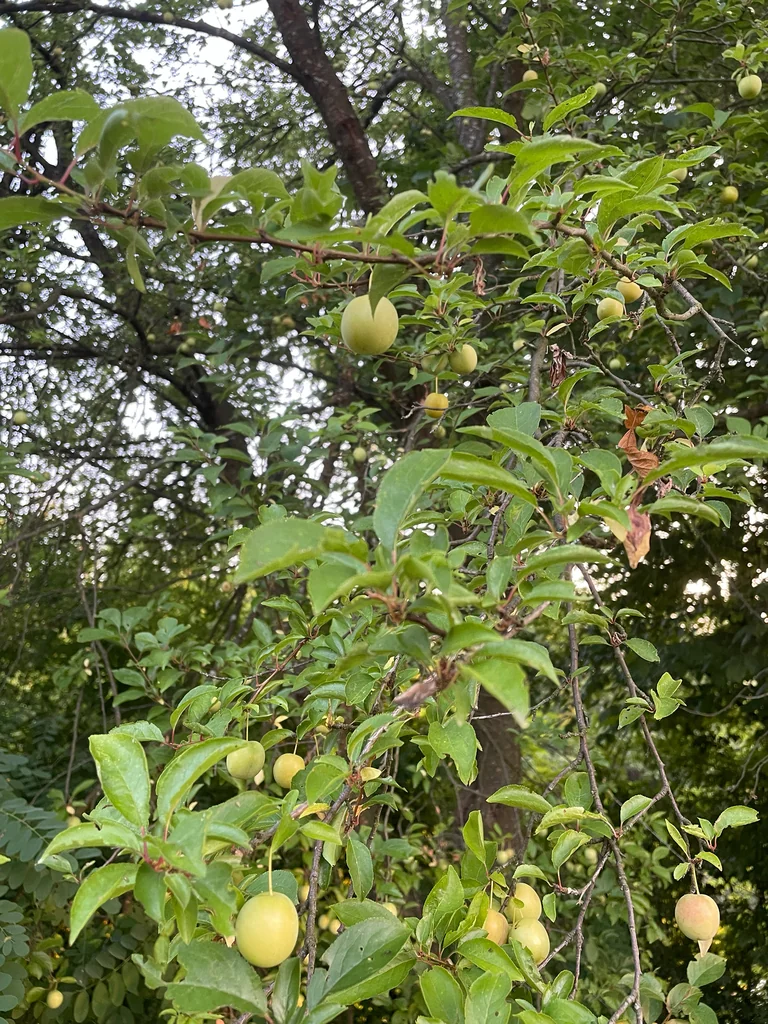 Prunus Cerasifera