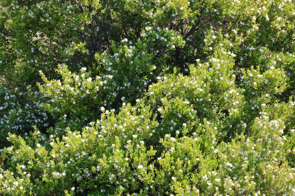 Myrtus Communis