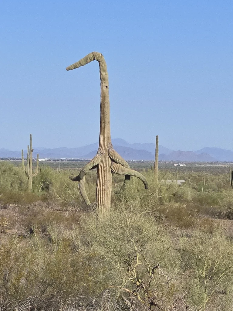 Carnegiea Gigantea