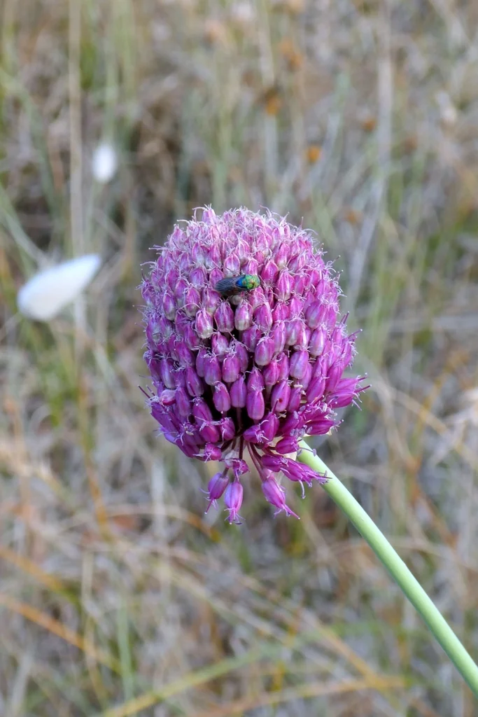 Allium Sphaerocephalon