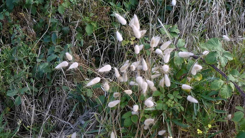 Lagurus Ovatus