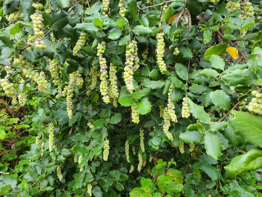 Garrya elliptica
