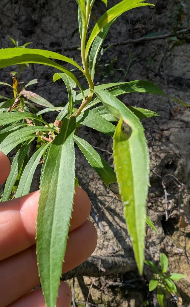 Salix Nigra