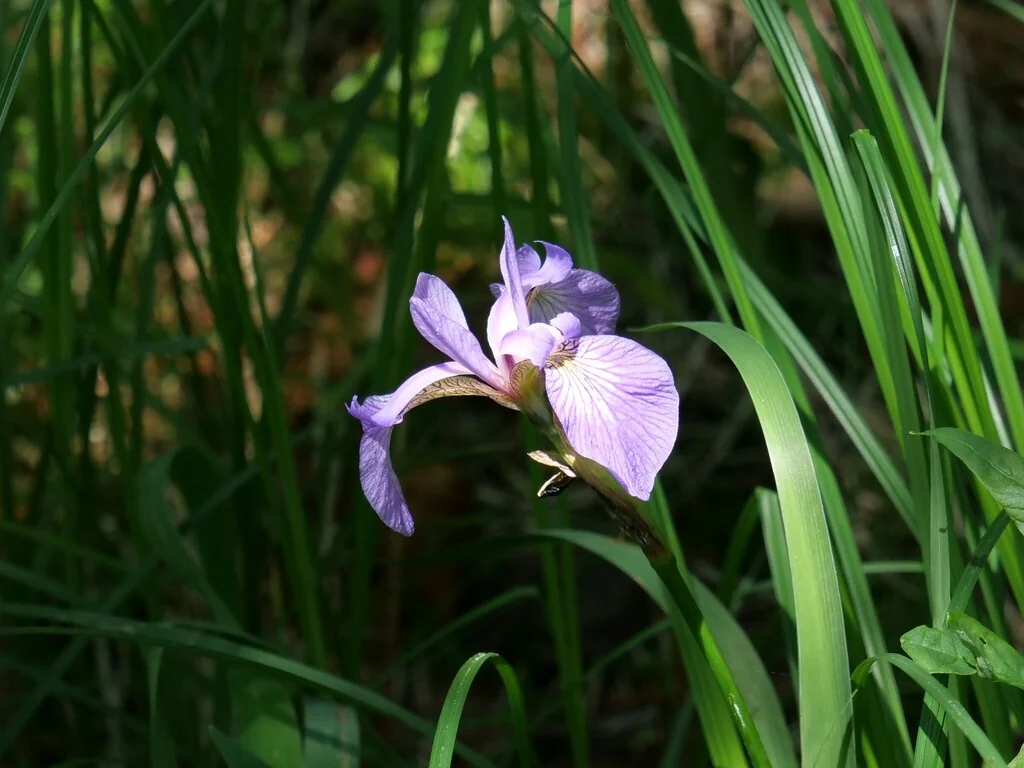 Iris Versicolor