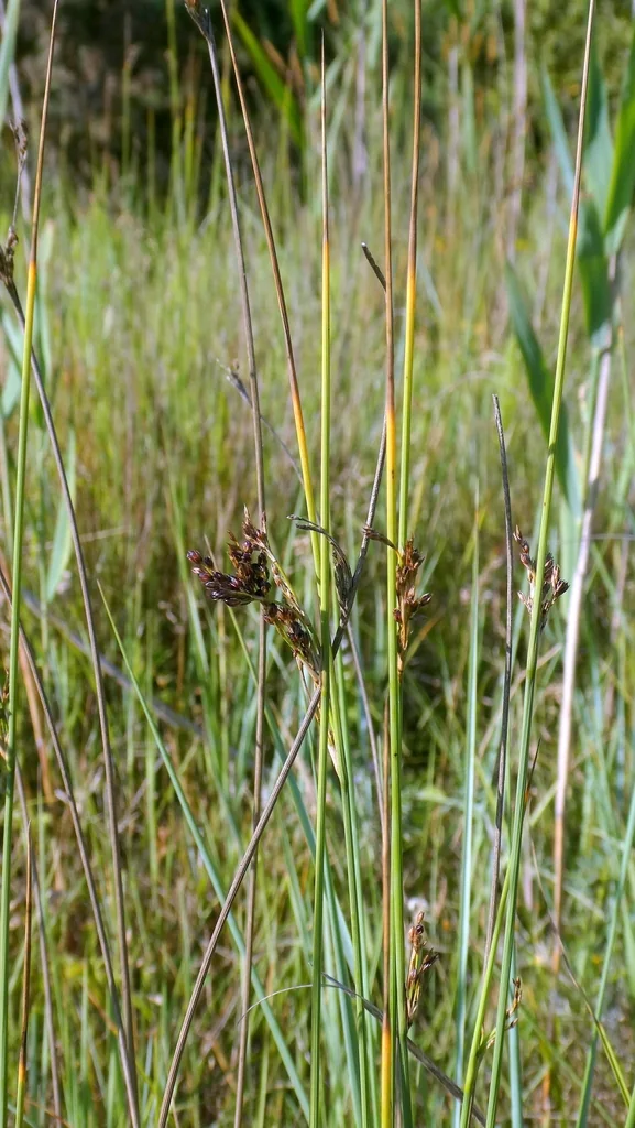 Juncus inflexus