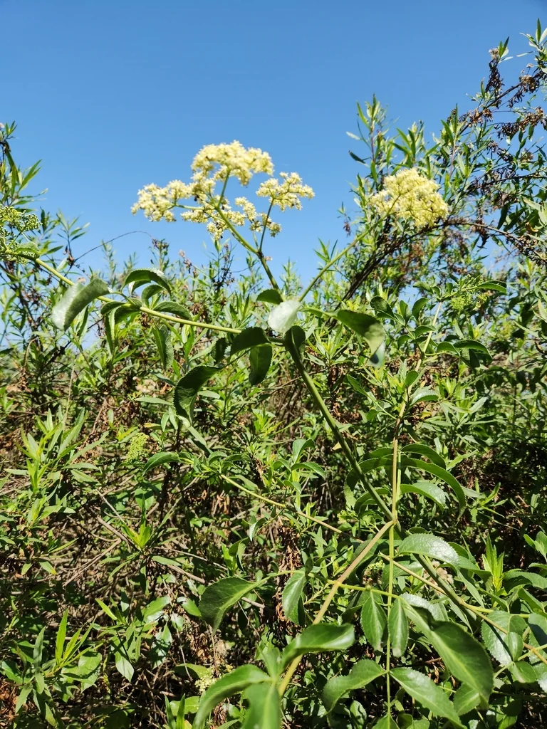 Sambucus Mexicana