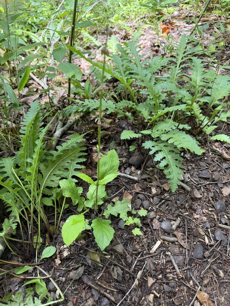 Salvia Lyrata