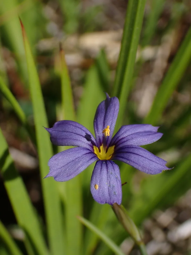Sisyrinchium Bellum