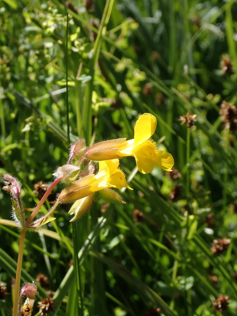 Mimulus Guttatus