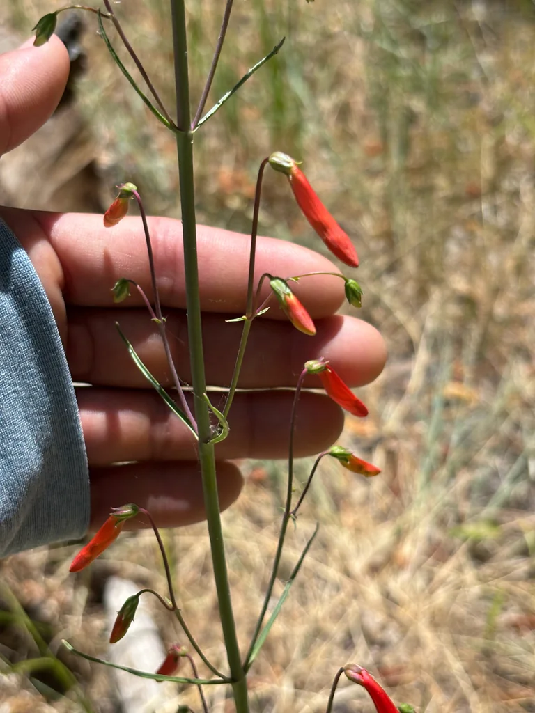 Penstemon barbatus