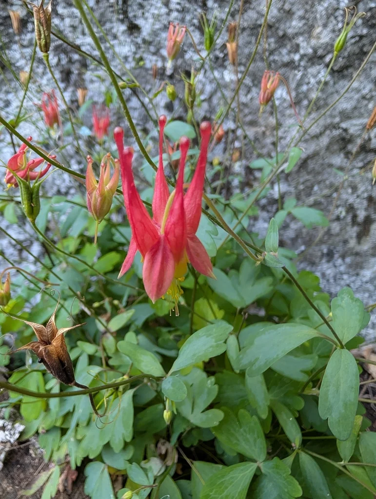 Aquilegia Canadensis
