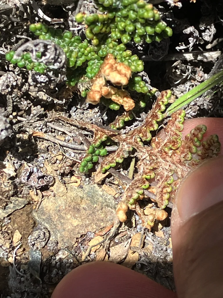Myriopteris Covillei