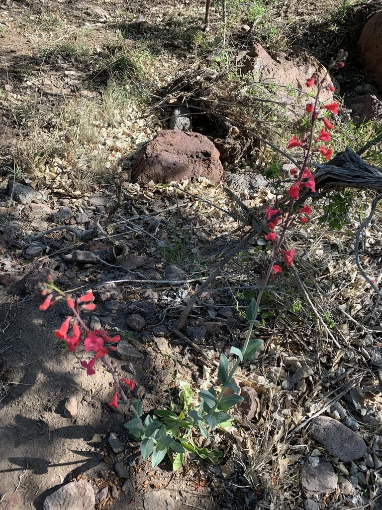 Penstemon Wrightii