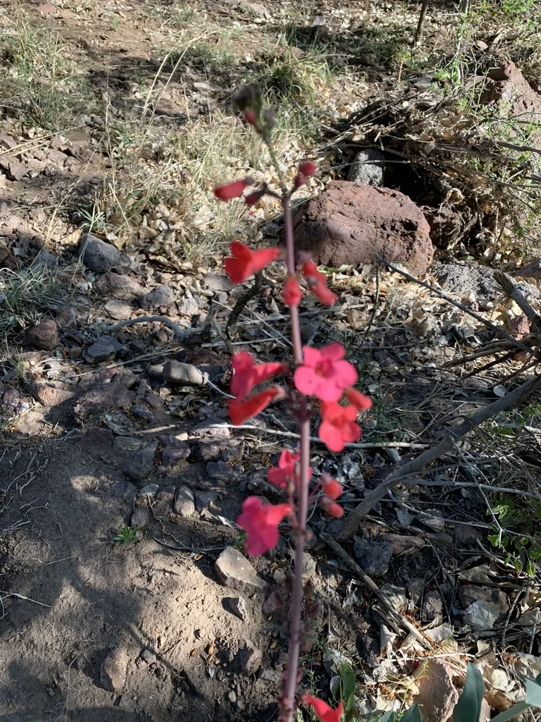 Penstemon Wrightii