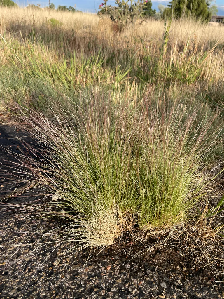 Aristida Purpurea