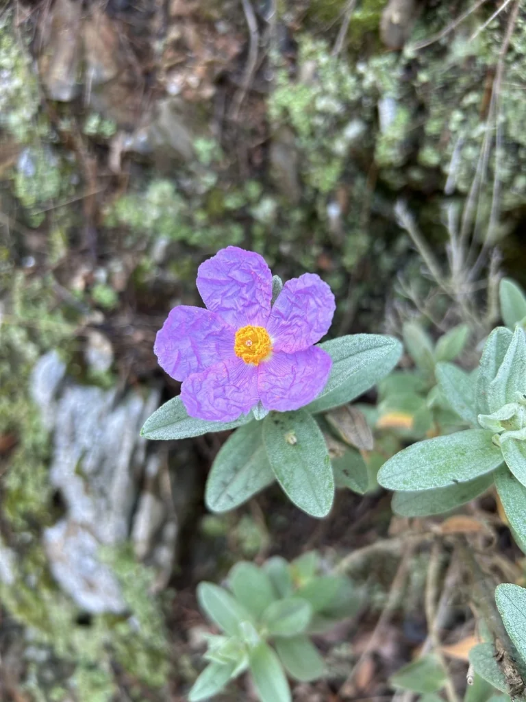 Cistus Albidus