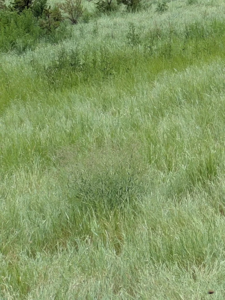 Gypsophila paniculata